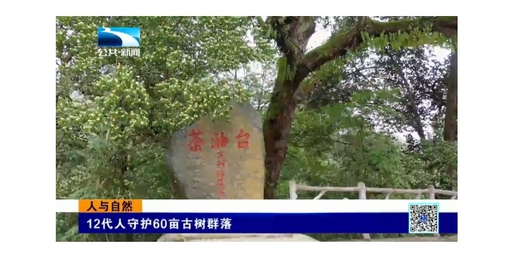 【湖北电视台】湖北公共丨人与自然丨12代人守护60亩古树群落