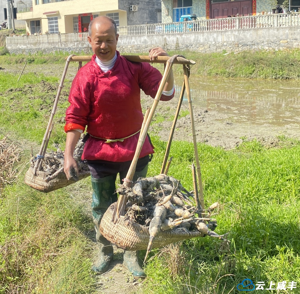 小模社区：抢抓节令种藕忙