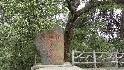 【央视新闻】客户端丨人与自然丨12代人守护60亩古树群落