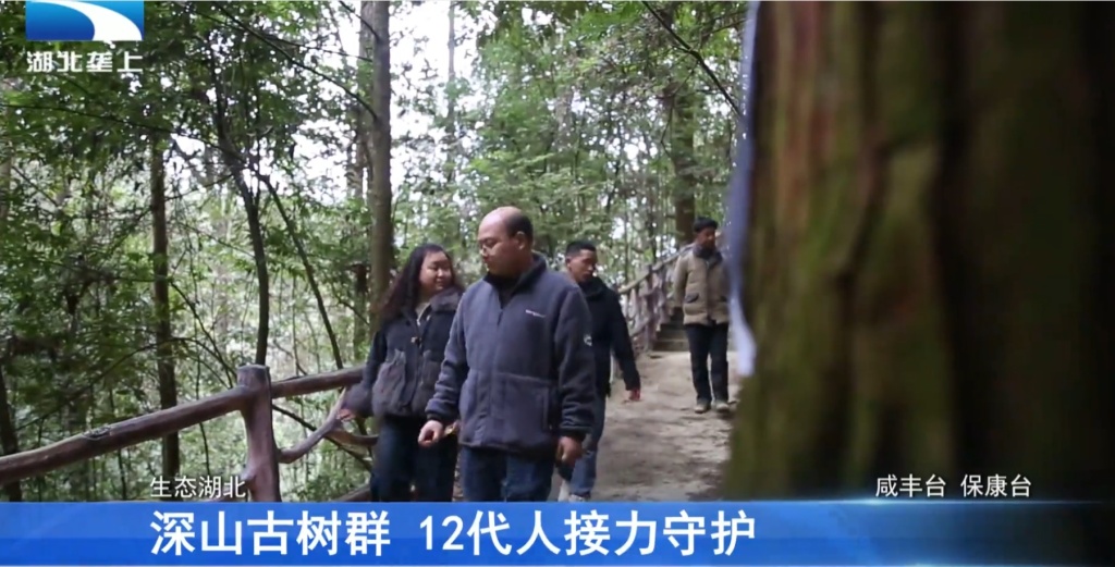 ​【湖北电视台】湖北垄上丨生态湖北丨深山古树群 12代人接力守护
