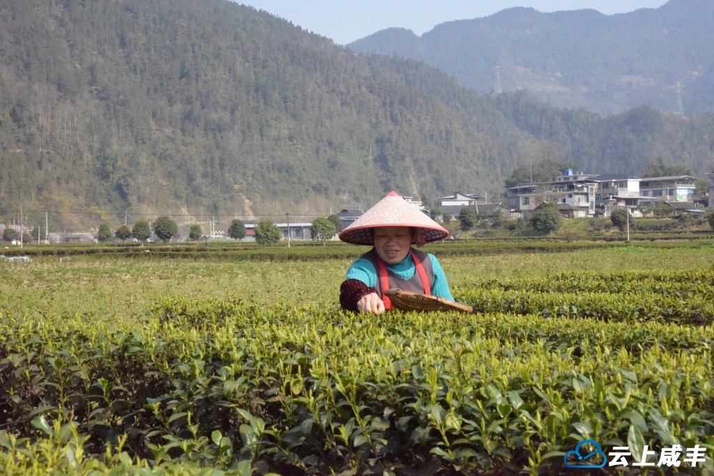 黄金洞第一批春茶开采
