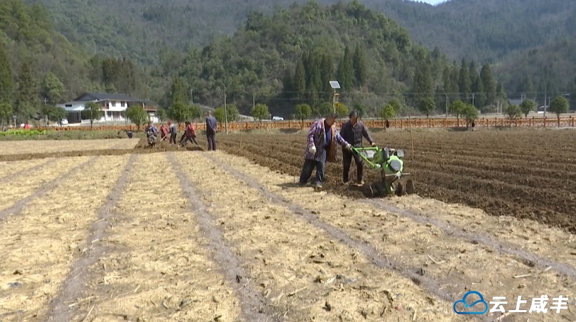 坪坝营镇烤烟种植忙