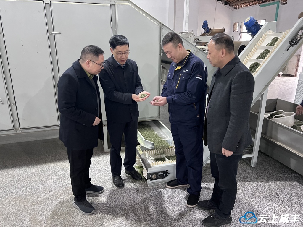 中国农科院茶叶研究所专家来咸丰调研春茶生产