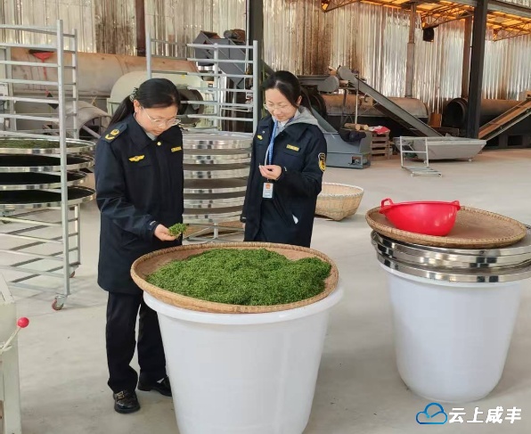 唐崖开展茶叶生产专项检查