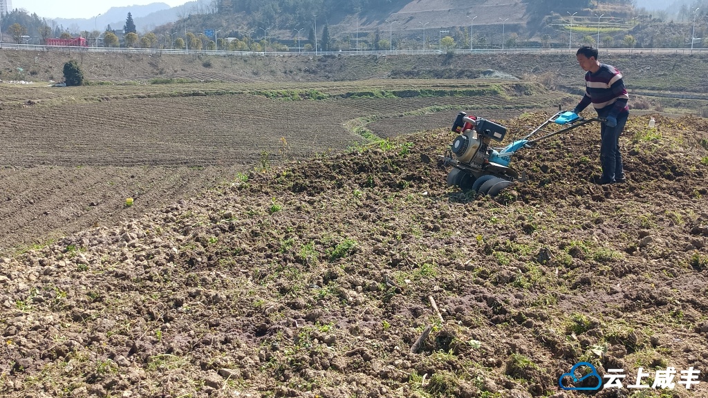 曲江镇：烟农起垄忙