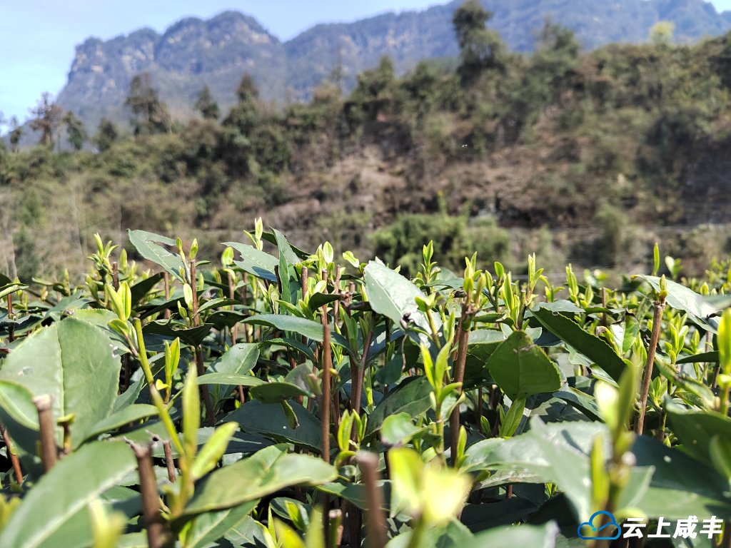 2 芽头肥嫩。通讯员舒淑 摄.jpg 2 芽头肥嫩。通讯员舒淑 摄.jpg