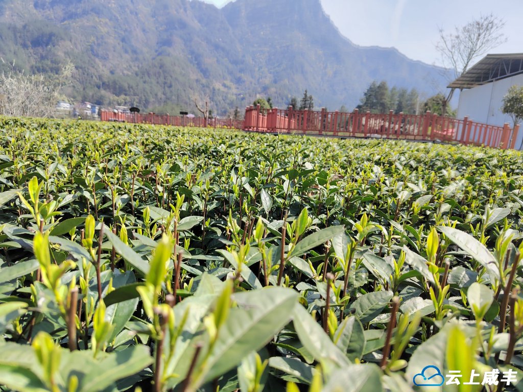 “钱”景好——活龙坪乡5.6万亩茶叶旺产