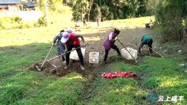 坪坝营：魔芋种采挖销售忙