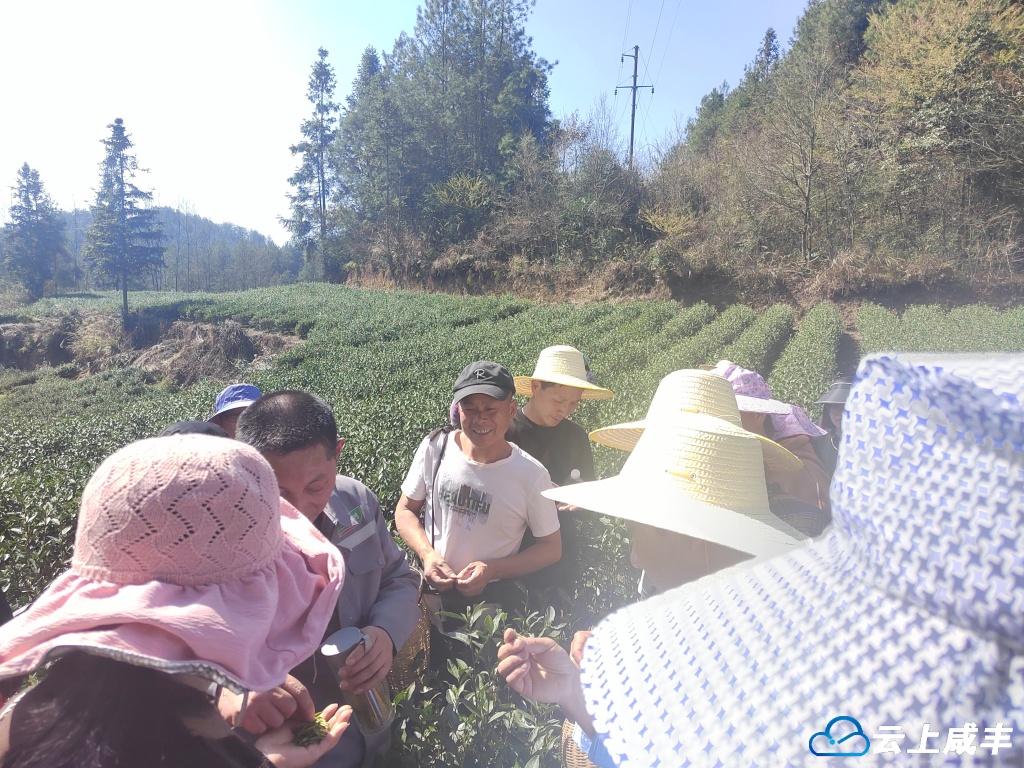 清坪：春茶开采 外来采茶工来了