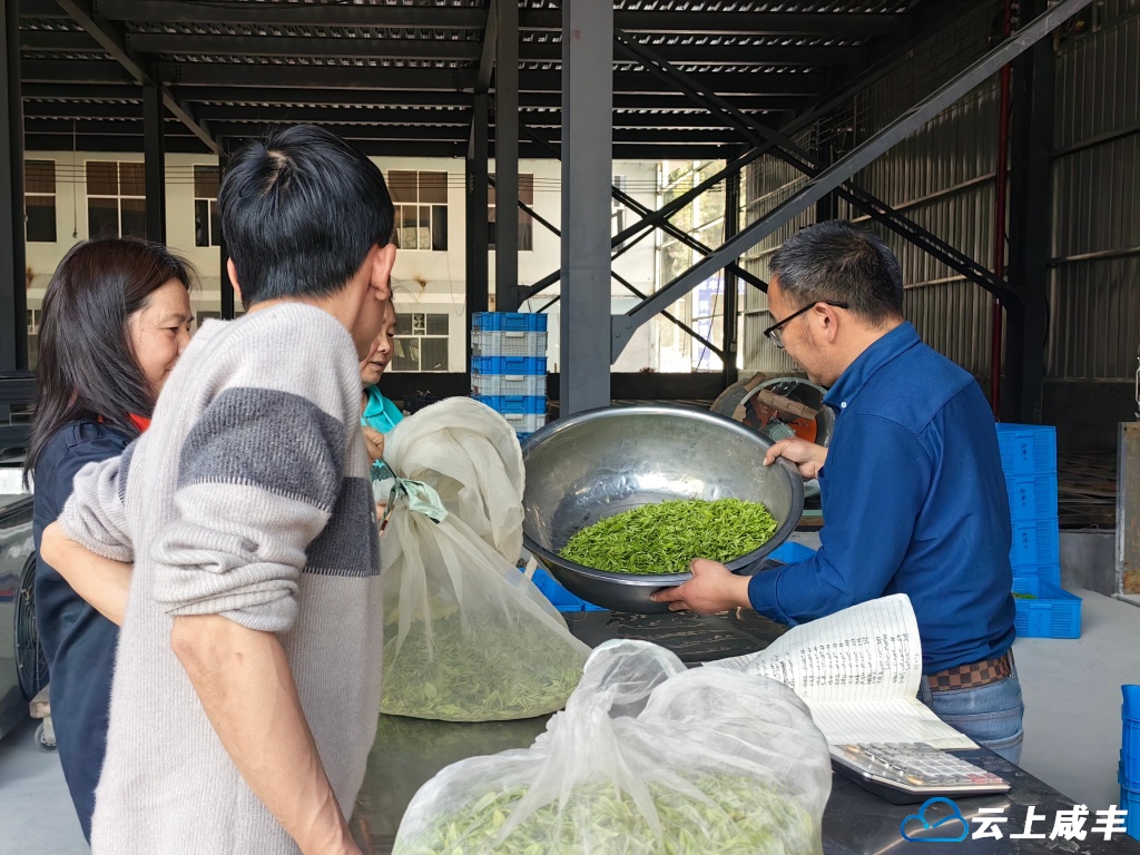 小村34家茶厂开秤收购鲜叶