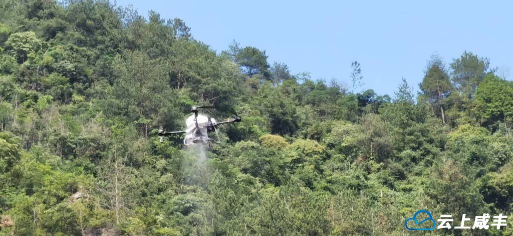 无人机助力 巩固松材线虫病防控成果