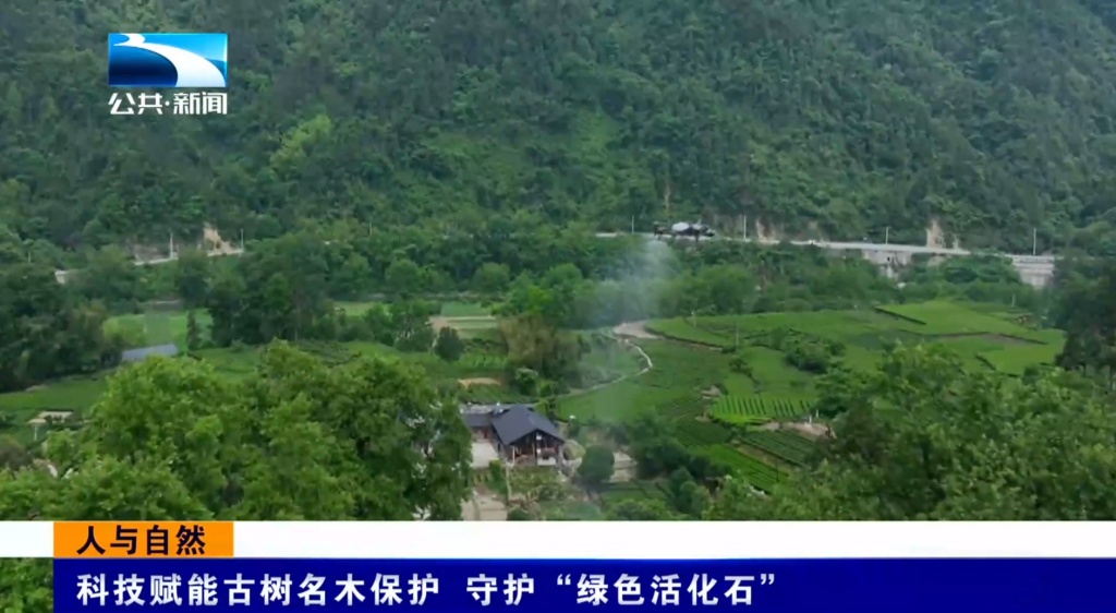 【湖北电视台】湖北公共｜人与自然｜科技赋能古树名木保护 守护“绿色活化石”
