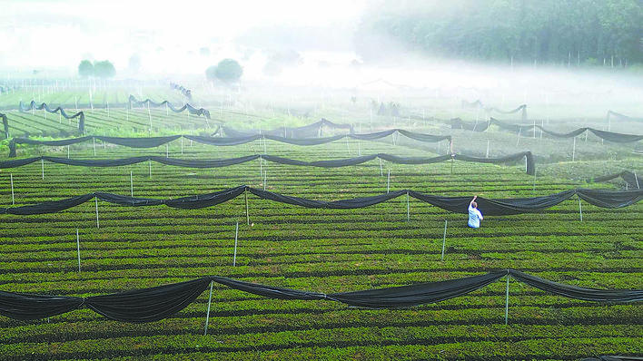 【恩施日报】开辟抹茶新赛道