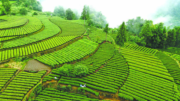 【恩施日报】生态茶园美