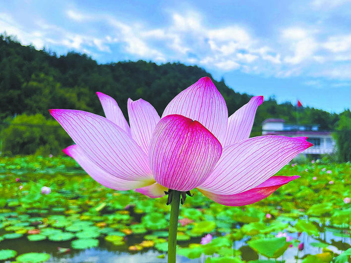 【恩施日报】图片新闻