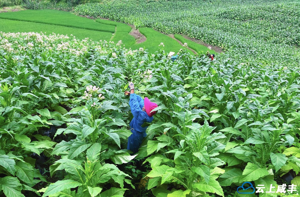 唐崖：打顶抹杈勤管护 提质增产助丰收