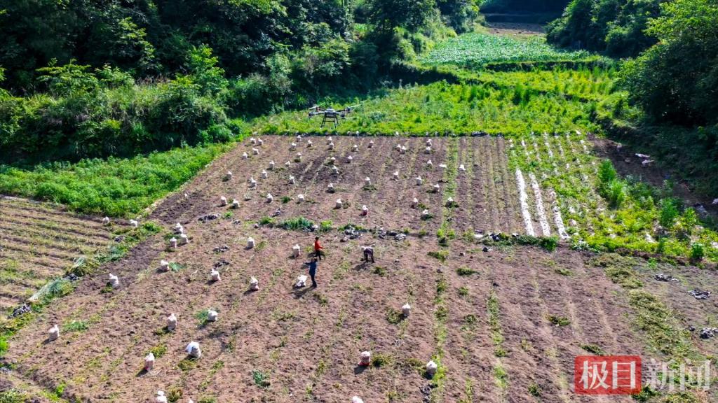 【央视新闻】客户端｜太酷了！恩施土豆田飞来无人机，一天转运15吨