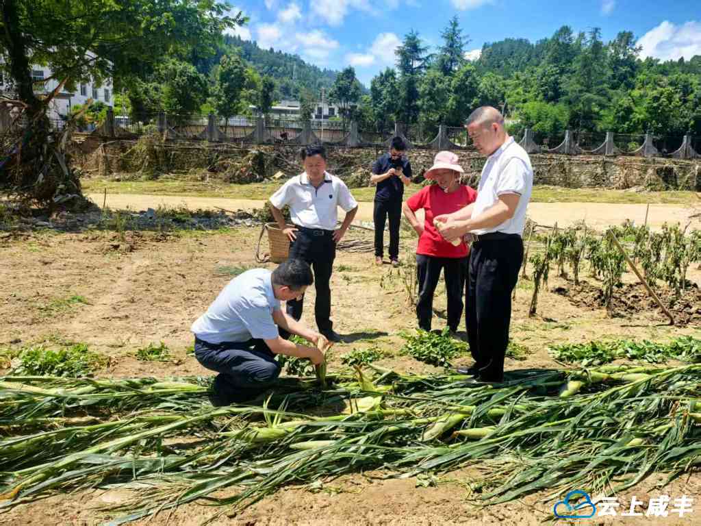 抗涝护农安——咸丰县农技队伍一线战涝记