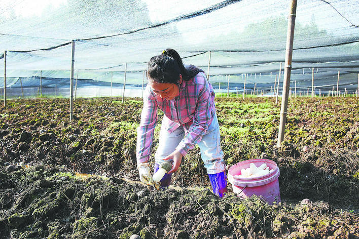 【恩施日报】竹荪撑开 “致富伞”