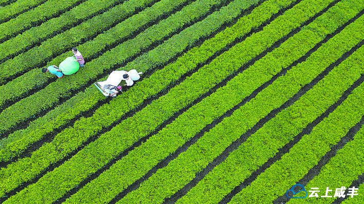 产业兴旺生态美