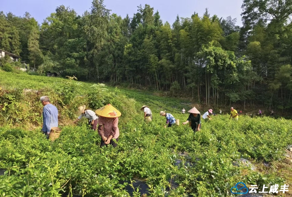 藤茶飘香采摘忙