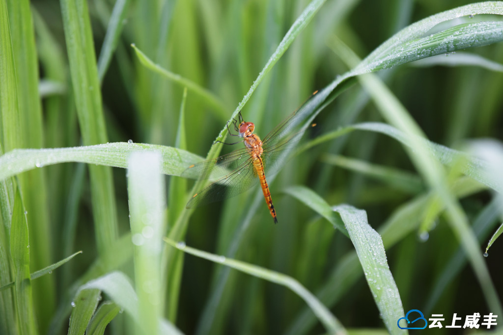 LWJ_1057_副本.jpg LWJ_1057_副本.jpg