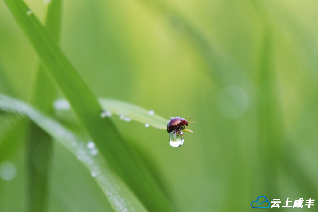 组图｜稻田里的晨光剧场
