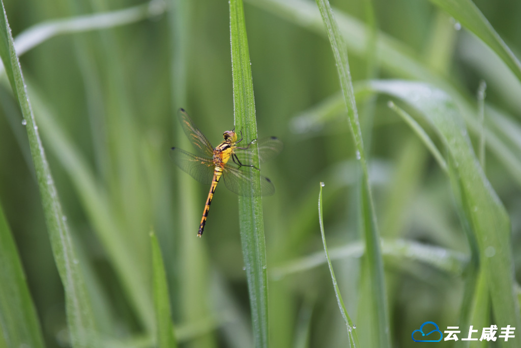 LWJ_1004_副本.jpg LWJ_1004_副本.jpg