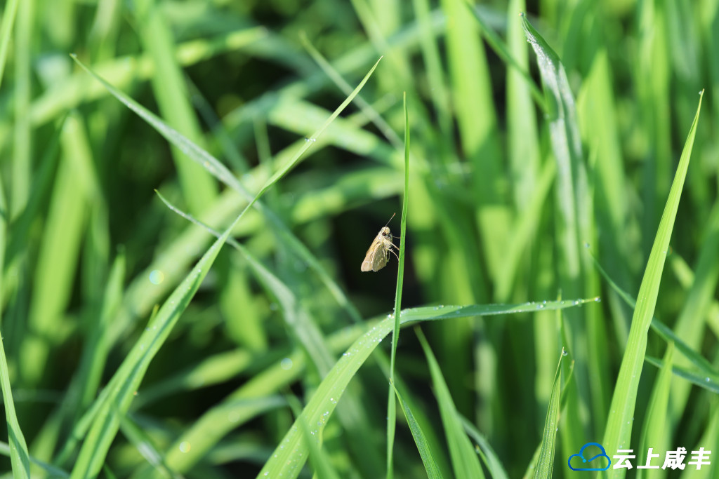 LWJ_0971_副本.jpg LWJ_0971_副本.jpg