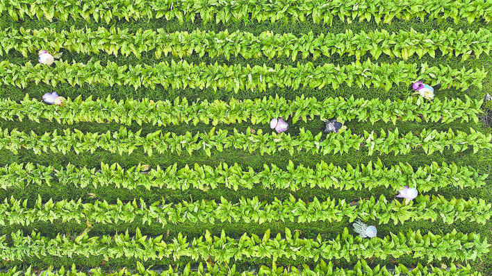 【恩施日报】烟叶进入采烤季