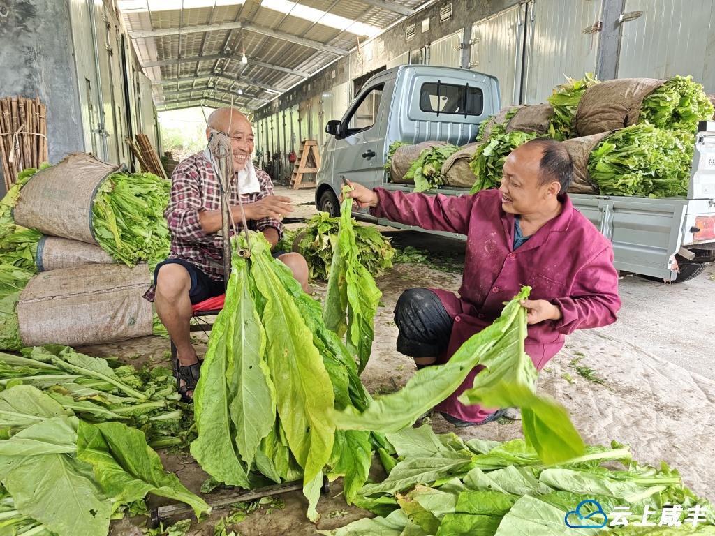 科学种烤+绿色理念 助力烟农“绿色增收”