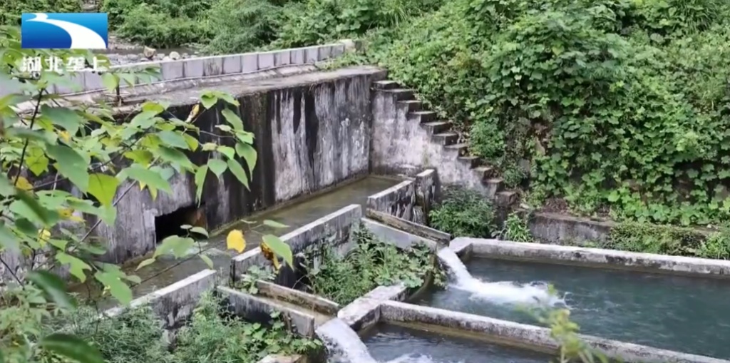 【湖北电视台】湖北垄上｜恩施咸丰：冷泉养出“热”产业 冷水鱼“游”出乡村振兴路