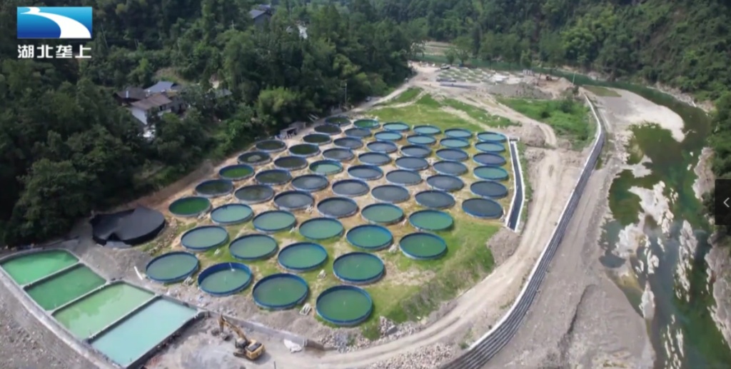 【湖北电视台】湖北垄上｜恩施咸丰：高山泉水养鲈鱼 圈养桶“游”出高效渔业