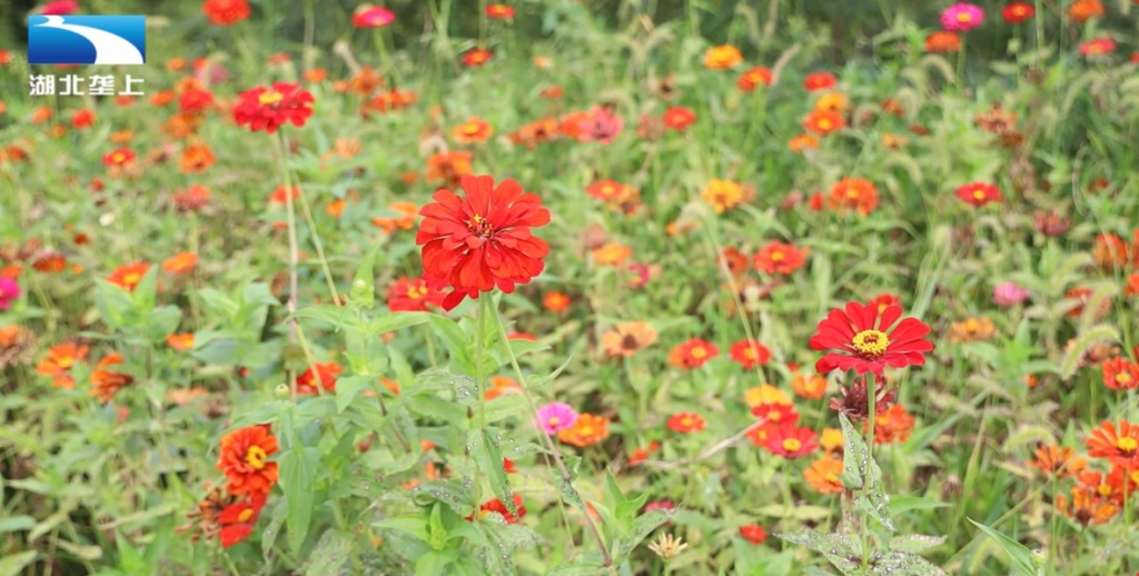 【湖北电视台】湖北垄上｜生态湖北：省道激活生态旅游 避暑经济迎热潮