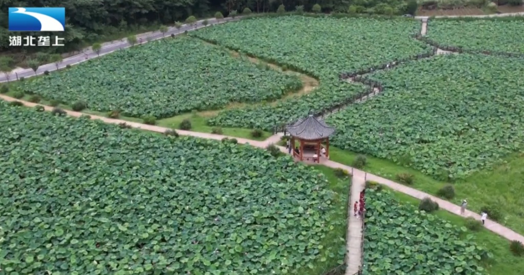 【湖北电视台】湖北垄上｜恩施咸丰：以荷为媒 生态+”带火乡村游