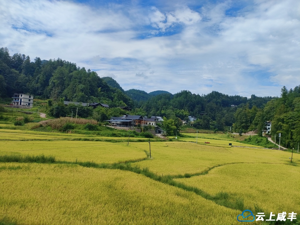 苏家坪：生态田园绘就乡村