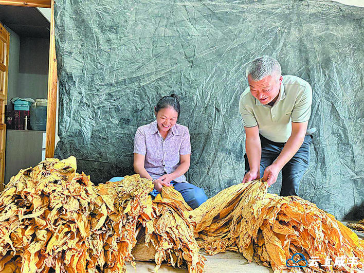 【恩施日报】烟叶分级忙