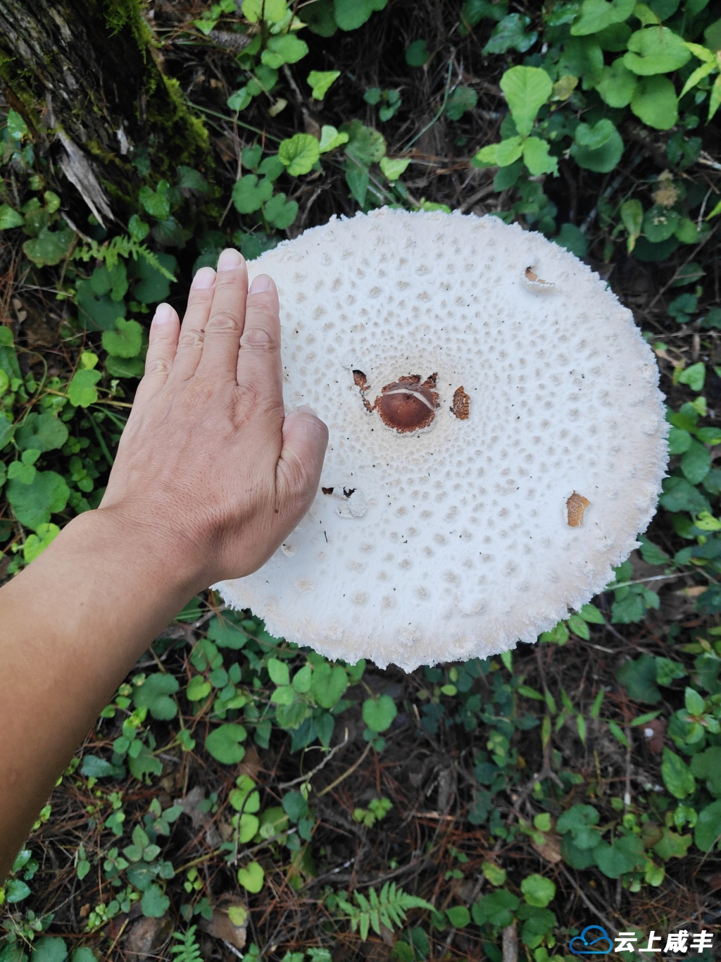 看稀奇：伞把菇，果然霸道！