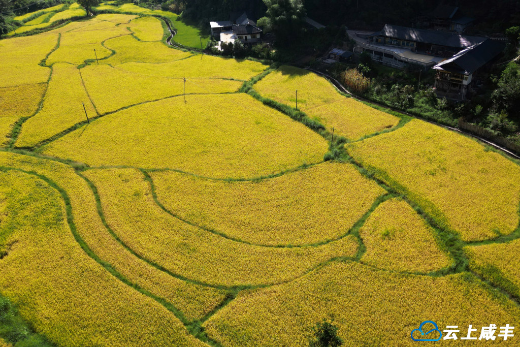 清坪：早稻成熟“丰”景美