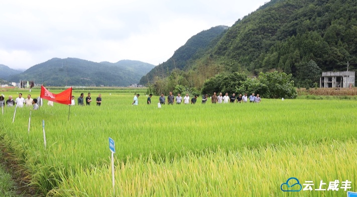 全州农作物新品种“看禾选种”观摩培训活动在咸丰举办
