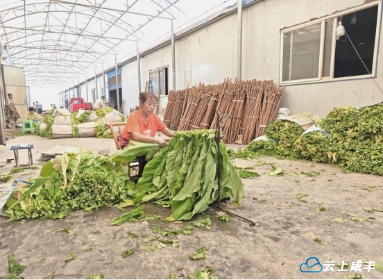 绿色防控+技术指导 “金叶子”产出高收益