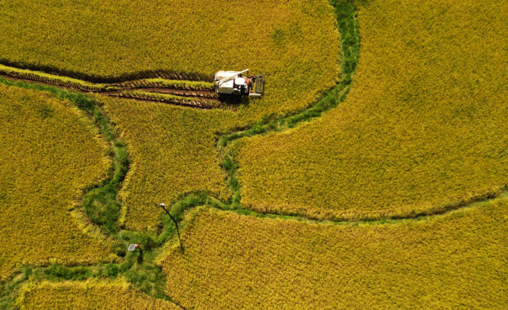 【学习强国】湖北咸丰：早稻成熟“丰”景美