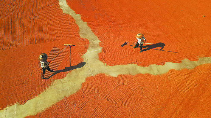 【恩施日报】摊晒高粱