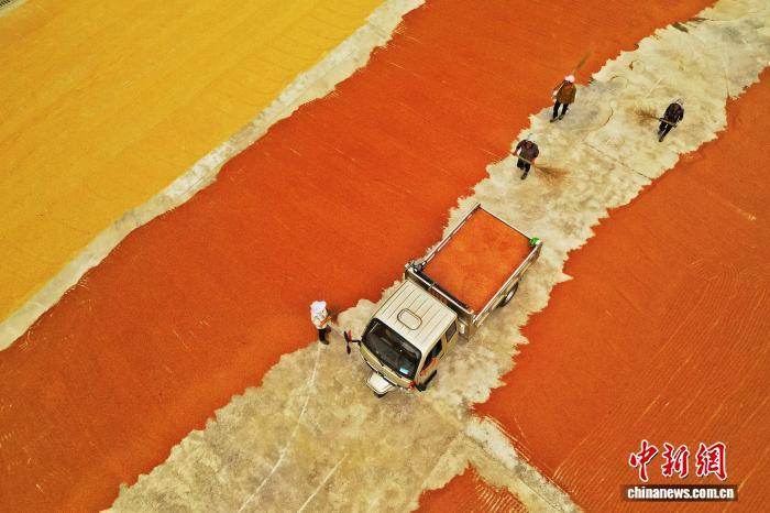 【中新网】客户端｜湖北咸丰：火红高粱“映”丰年