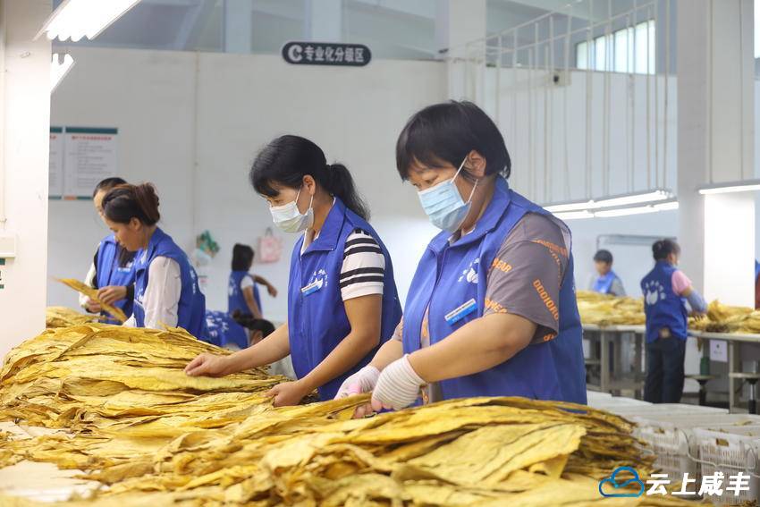 从“排长队”到“即到即交”！咸丰开启烟叶收购便捷暖心新模式