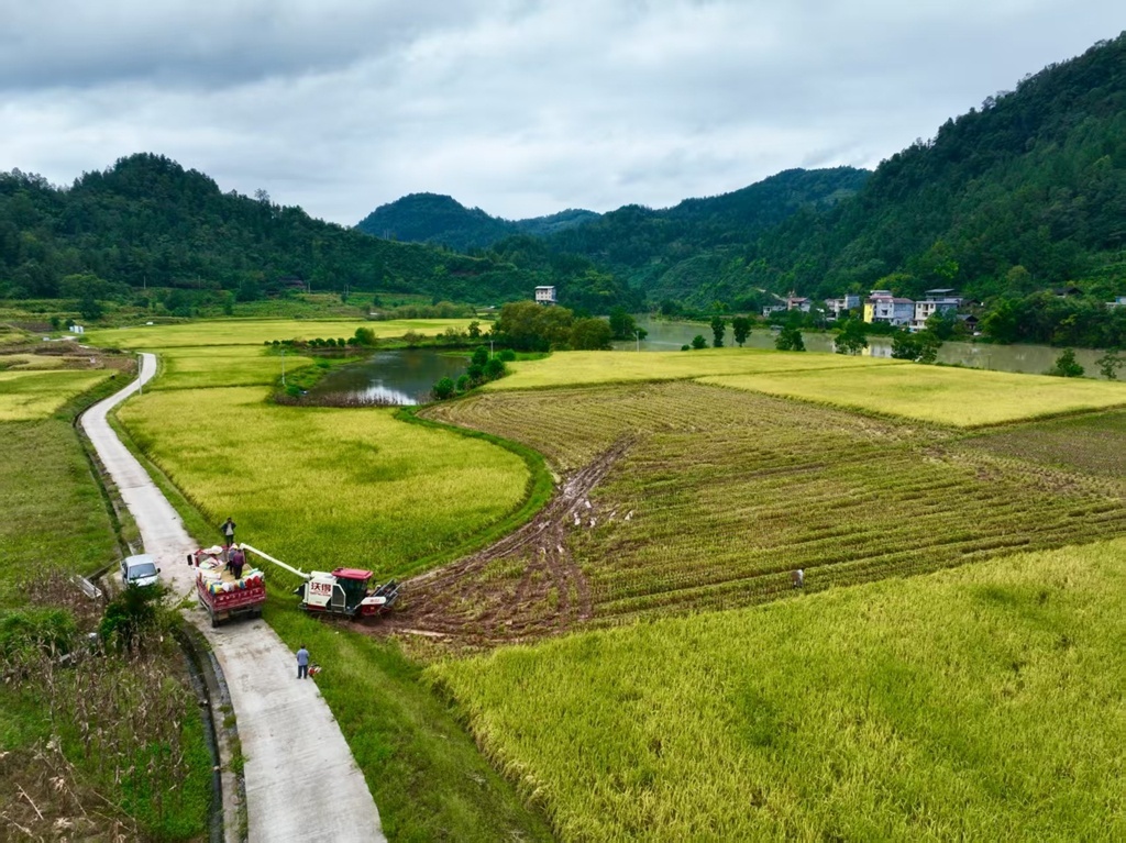 【学习强国】湖北咸丰清坪镇：稻谷金黄机声隆 丰收画卷映秋色