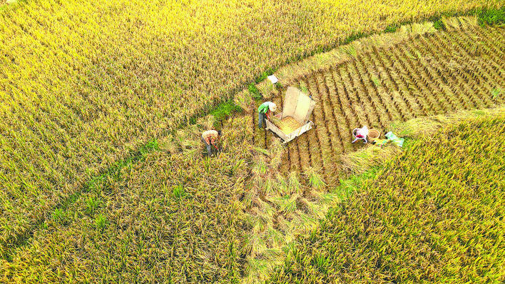 【恩施日报】丰收画卷映秋色