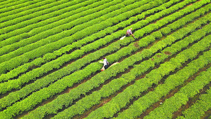 【恩施日报】采收秋茶