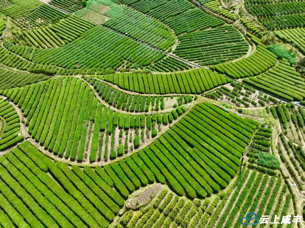 千亩茶园秋景如画