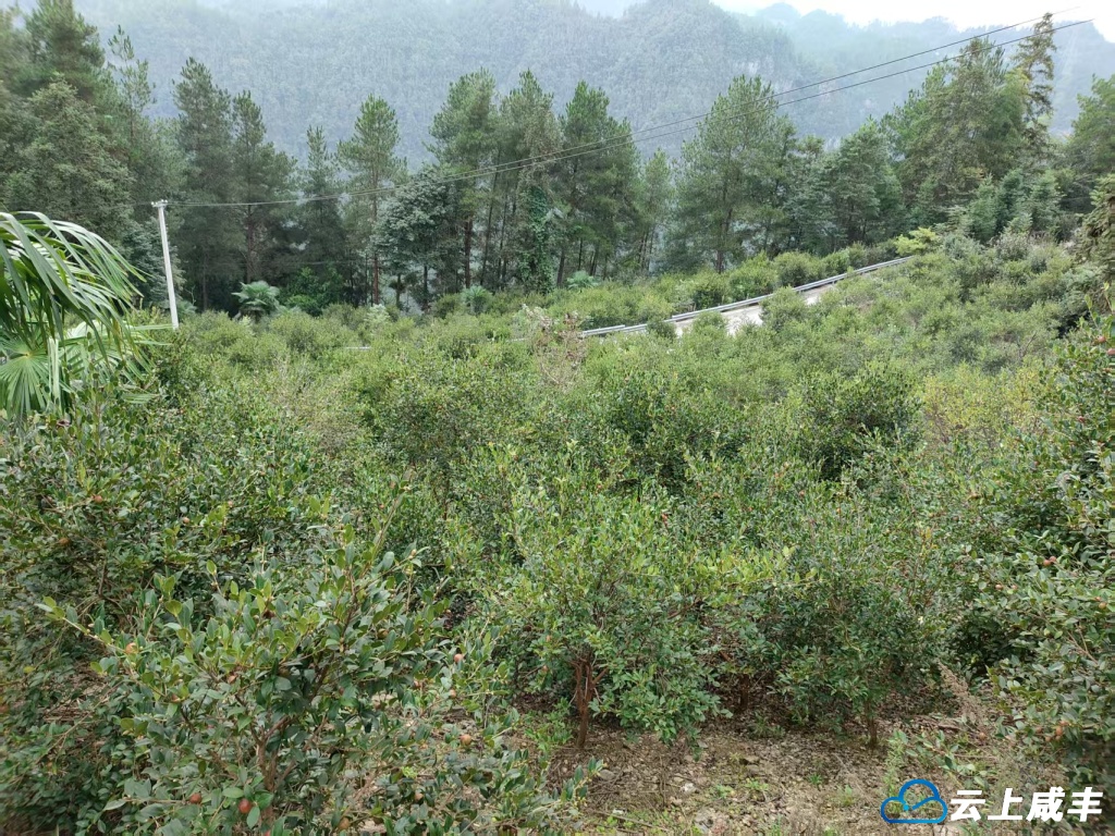 清坪镇300亩油茶林果满枝头